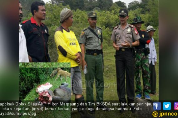 Kerbau Warga Ditemukan Tercabik-cabik Dimangsa Harimau - JPNN.COM