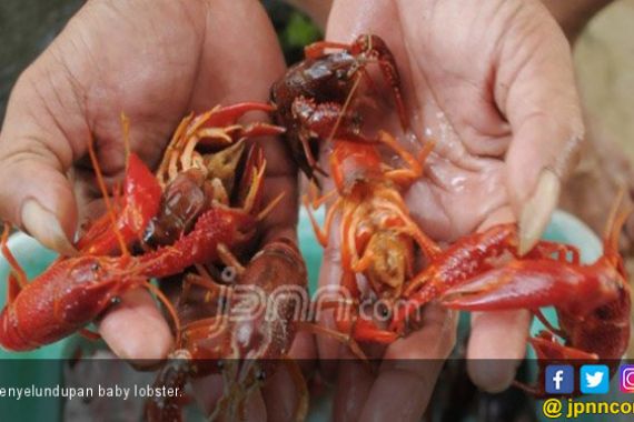 Kasus Penyelundupan di Laut Didominasi Benih Lobster dan Kepiting Bertelur - JPNN.COM