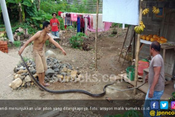 Ular Piton Pemangsa Ternak Itu Akhirnya Ditangkap Warga - JPNN.COM