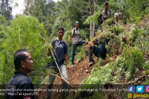 Ladang Ganja Seluas Dua Hektare Ditemukan di Madina - JPNN.COM