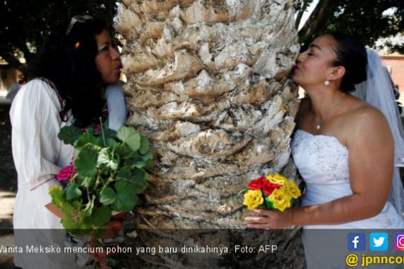 Perempuan Meksiko Beramai-ramai Nikahi Pohon, Kenapa Ya? - JPNN.COM