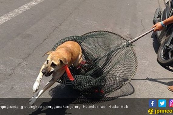 Beraksi 25 Kali, Komplotan Pembantai Anjing Digulung Polisi - JPNN.COM