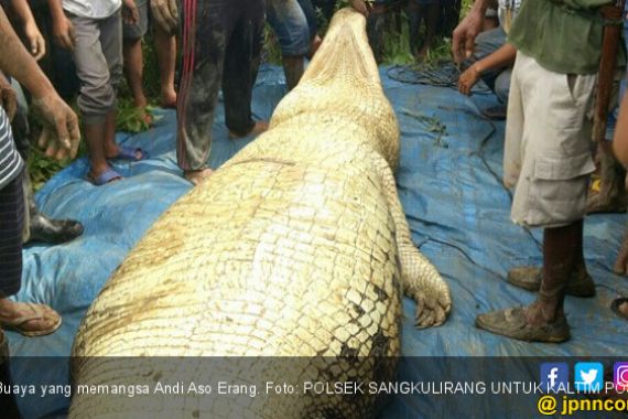 Buaya Ditembak Mati, Perut Dibedah, Ada Kaki dan Tangan Andi - JPNN.COM