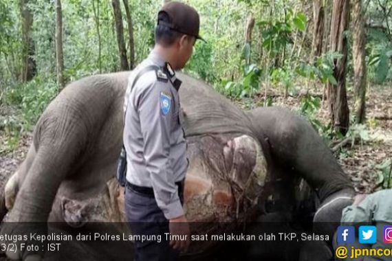 Polri Bantu TNWK Selidiki Kematian Gajah di Way Kambas - JPNN.COM