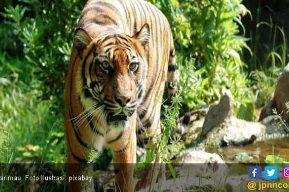 Harimau Sumatera Berkeliaran di Dekat Permukiman Warga - JPNN.COM