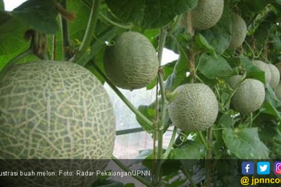6 Khasiat Melon yang Bagus untuk Tubuh - JPNN.COM