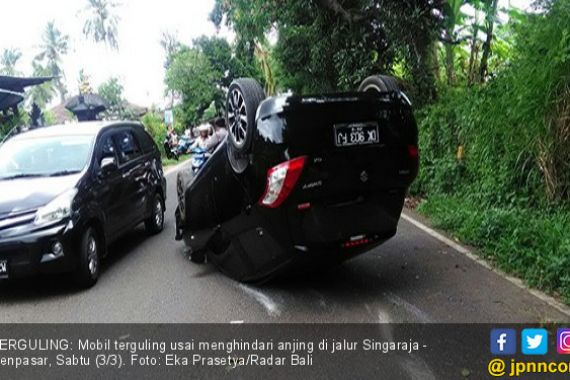 Hindari Anjing, Mobil Terguling - JPNN.COM