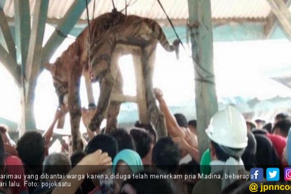Selain Digantung, Organ Tubuh Harimau Sumatera Itu Dipreteli - JPNN.COM