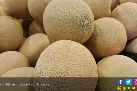 Rock Melon Tercemar Bakteri Mematikan, Ini Langkah Barantan - JPNN.COM
