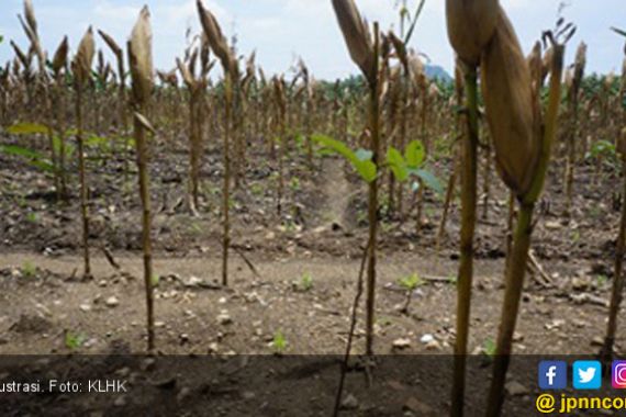 Pak Jokowi Bakal Panen Jagung di Areal Perhutanan Sosial - JPNN.COM