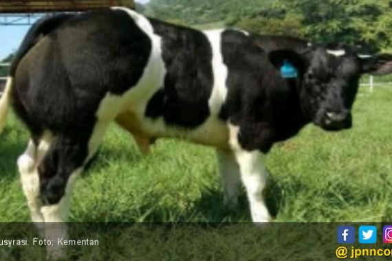 Kementan Tergetkan 1.000 Kelahiran Sapi Belgian Blue di 2019 - JPNN.COM