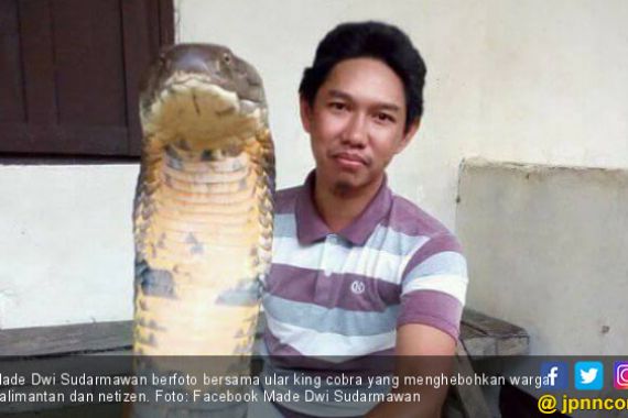 Ular King Cobra Gegerkan Warga Kalimantan, Ini Fotonya - JPNN.COM