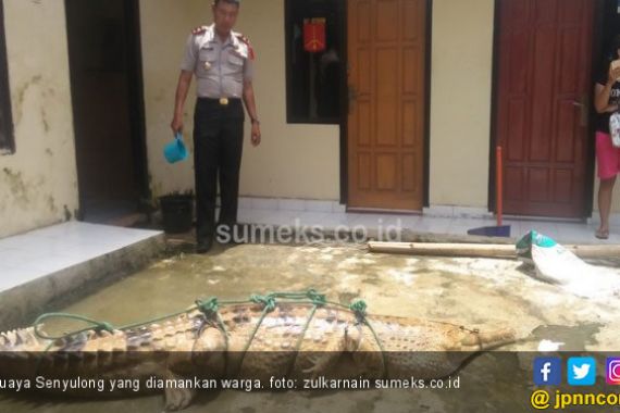 Ikan Sering Hilang dari Kolam, Ternyata Pelakunya Buaya Ini - JPNN.COM