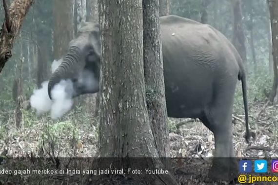Video Gajah Merokok Hebohkan Dunia, Ternyata - JPNN.COM