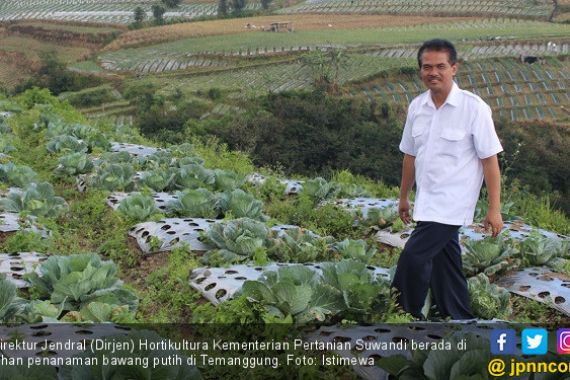 Pemerintah Terus Dorong Swasembada Bawang Putih - JPNN.COM