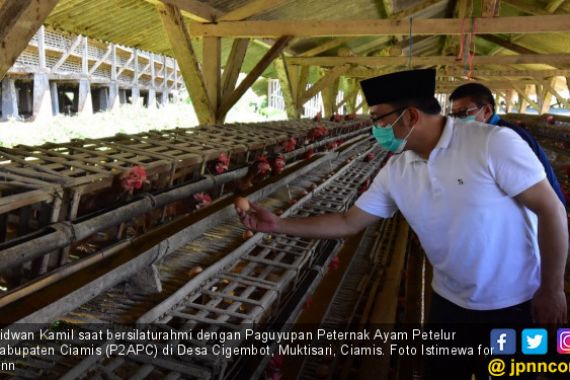 Kang Emil Bakal Duplikasi Usaha Ternak Ayam Petelur Ciamis - JPNN.COM