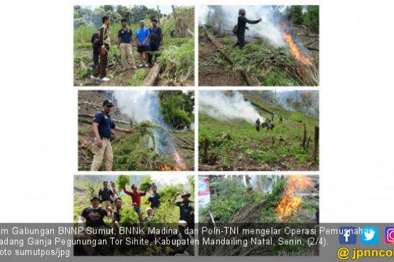 Polisi Temukan Ladang Ganja Seluas 2,5 Hektar di Madina - JPNN.COM