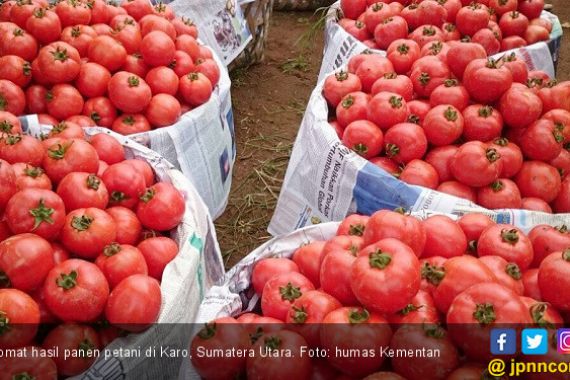 Hore, Harga Tomat di Kabupaten Karo Membaik - JPNN.COM