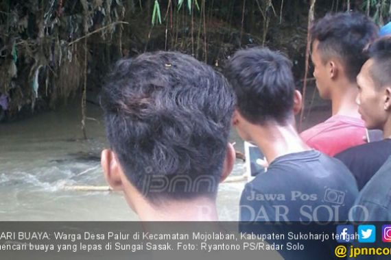 Buaya Muncul, Warga Berkumpul - JPNN.COM