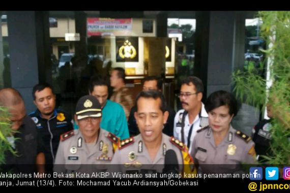 Ebbel Tanam Pohon Ganja di Teras Rumah - JPNN.COM