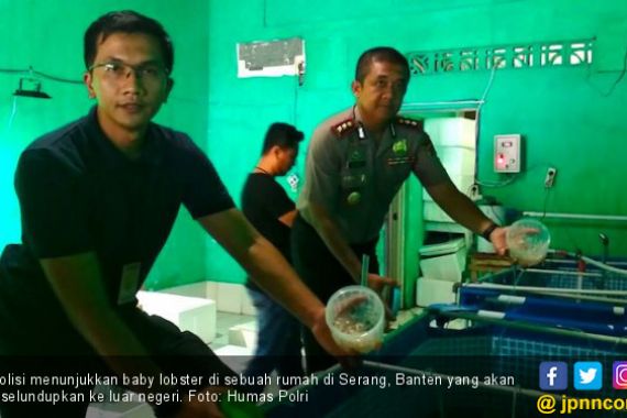 Polisi Gerebek Rumah Penyimpanan Baby Lobster di Serang - JPNN.COM