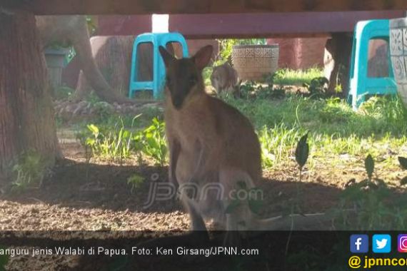 Kanguru Juga Hewan Asli Papua, Kecil Menggemaskan - JPNN.COM