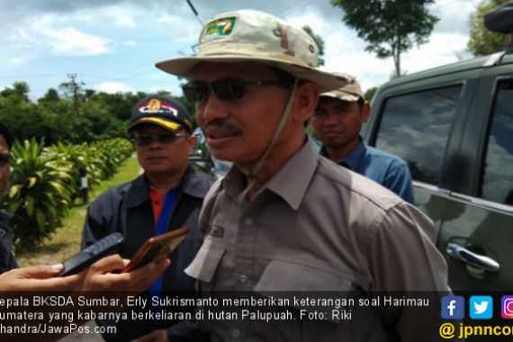 Hati-Hati! 2 Harimau Sumatera Berkeliaran di Palupuah - JPNN.COM