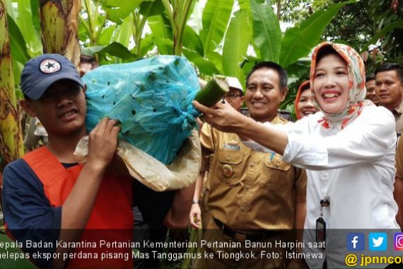 Menyusul Cavendis, Pisang Mas Tanggamus Masuki Pasar Ekspor - JPNN.COM