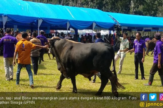 Sapi Terberat di Sulsel Bernama Jon, Bobotnya 880 Kilogram - JPNN.COM