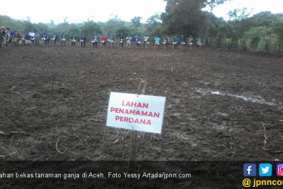 Coba Rebut Senjata, Pemilik Ladang Ganja di Aceh Dilumpuhkan - JPNN.COM