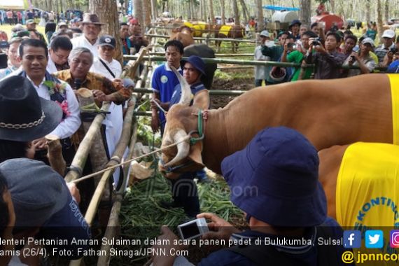 Hadiri Panen Pedet, Menteri Amran Senang Banget - JPNN.COM