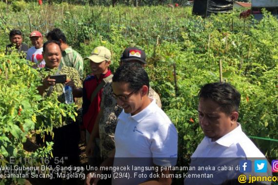 Bang Sandi Cek Langsung Pasokan Cabai di Magelang - JPNN.COM