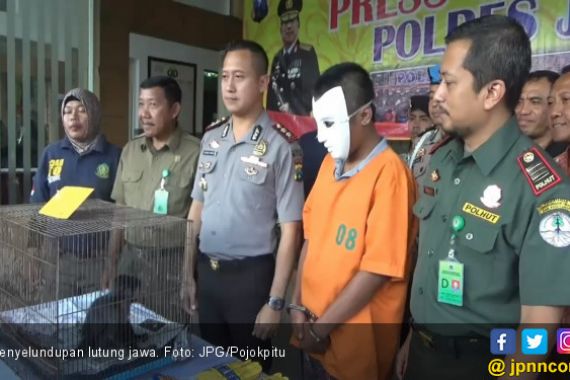 Penyelundupan Lutung Jawa Berhasil Digagalkan - JPNN.COM