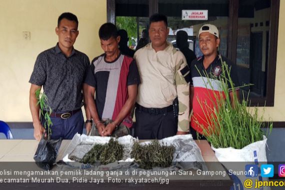 Polisi Ciduk Pemilik Ladang Ganja Dua Hektare di Meurah Dua - JPNN.COM