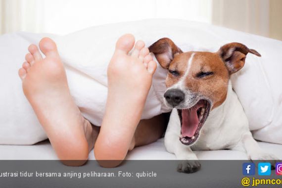 Terapi Anjing Bantu Mengurangi Stres pada Anak - JPNN.COM