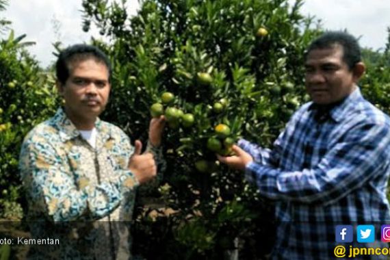 Jeruk Angkat Perekonomian Petani Garut - JPNN.COM