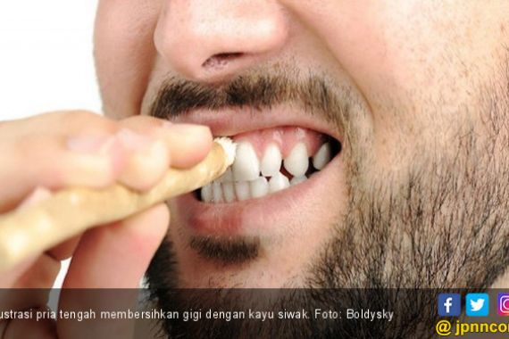 4 Manfaat Siwak untuk Kesehatan Gigi dan Mulut - JPNN.COM