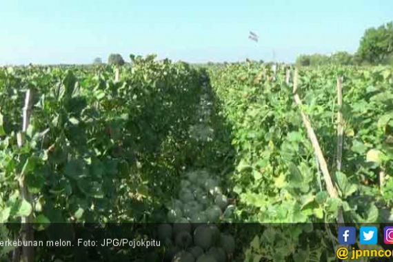 Berkah Ramadan, Petani Melon Panen Raya - JPNN.COM