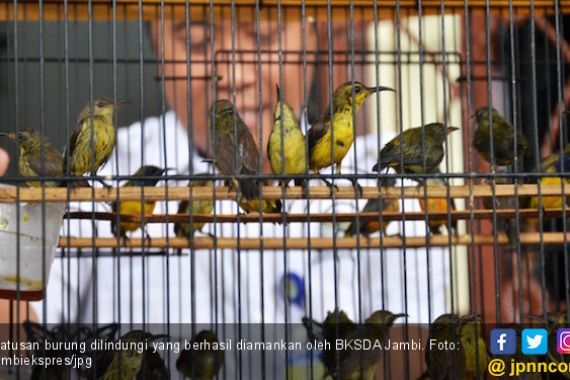 BKSDA Jambi Amankan Ratusan Ekor Burung Dilindungi Negara - JPNN.COM