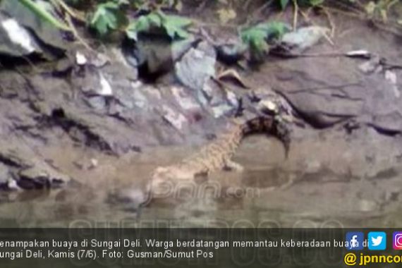 Buaya Berkeliaran di Sungai Deli Gegerkan Warga Sukaraja - JPNN.COM