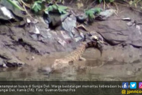 Tiga Buaya Berkeliaran, BKSDA Sumut Pasang Perangkap - JPNN.COM