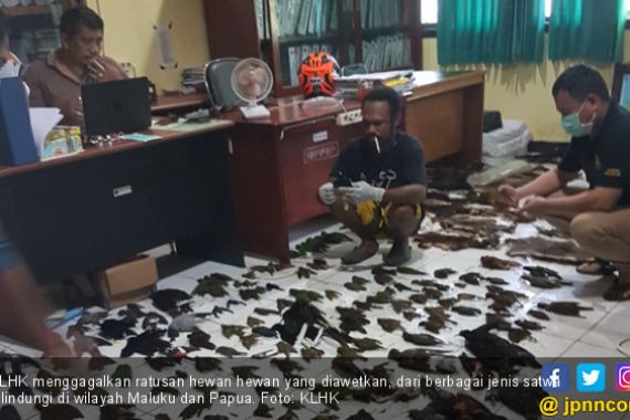 KLHK Gagalkan Penyelundupan Ratusan Opsetan di Papua - JPNN.COM