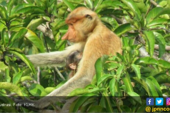 KLHK Terus Berupaya Selamatkan Orangutan - JPNN.COM
