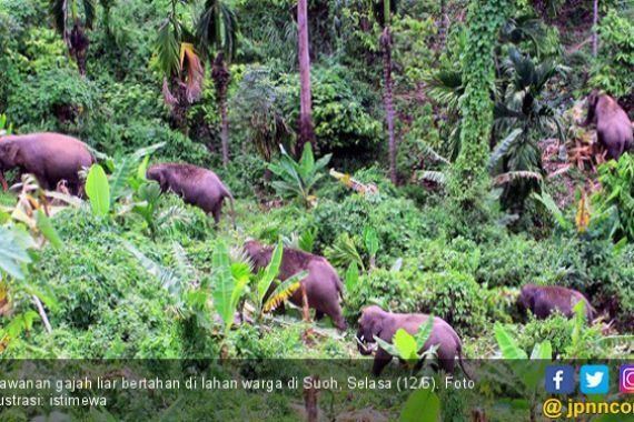 Habitat Gajah di Asia Makin Sempit, Indonesia Termasuk Paling Parah - JPNN.COM