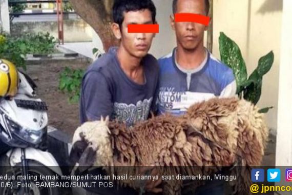 Dua Pemuda Ini Ditangkap saat Masukkan Ternak Warga ke Goni - JPNN.COM