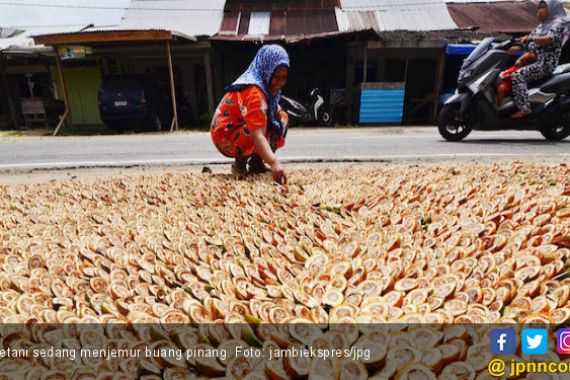 Jelang Lebaran, Harga Pinang Anjlok, Petani Terpukul - JPNN.COM