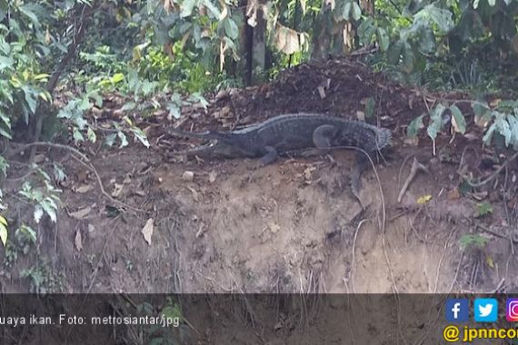 Sepasang Buaya Ikan Bersarang di Tepi Sungai, Warga Resah - JPNN.COM