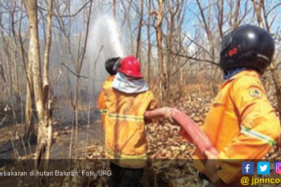 Hutan Baluran Hangus Terbakar - JPNN.COM