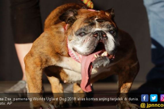 Mengintip Kontes Anjing Terjelek di Dunia, Hadiahnya Wow - JPNN.COM