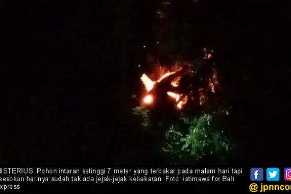 Aneh, Pohon Terbakar Tiap Malam tapi Tanpa Jejak Kebakaran - JPNN.COM